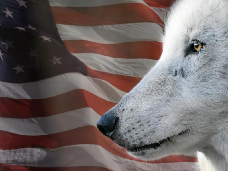 Wild America: A Celebration of Biodiversity (Zoom), 9/14 @ 6:30 PM